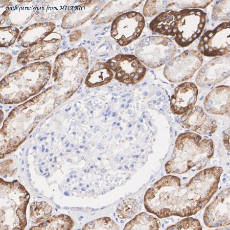 HUABIO ER62856 image 3