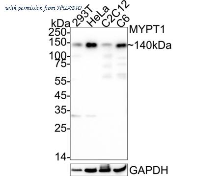 HUABIO ER64090 image 1