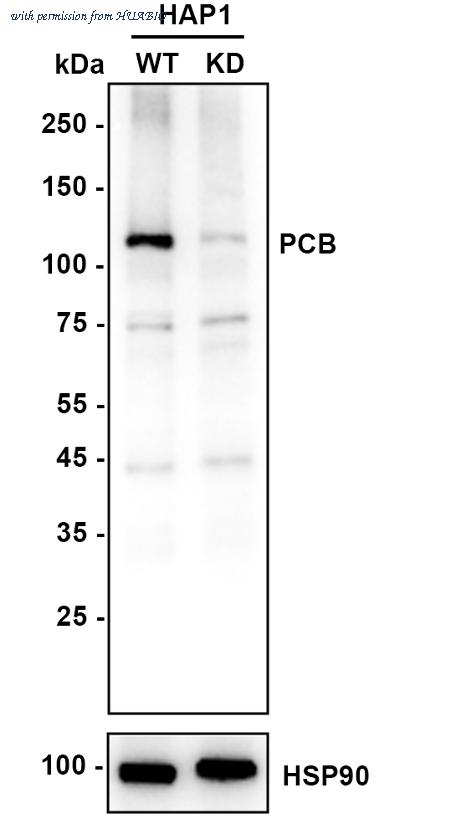 HUABIO ER64531 image 2