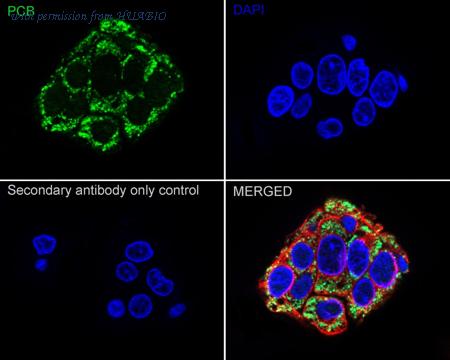 HUABIO ER64531 image 3