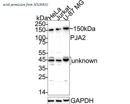 HUABIO ER64613 image 1