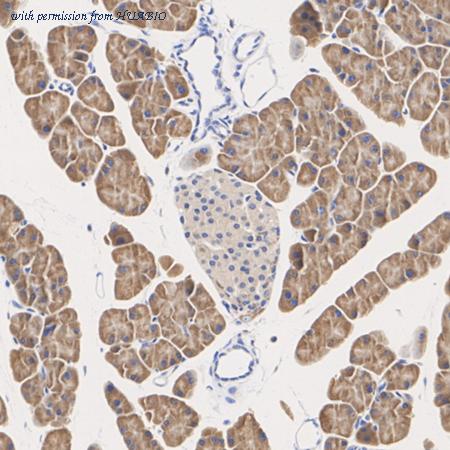 HUABIO ER64831 image 2