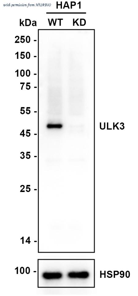 HUABIO ER65265 image 1