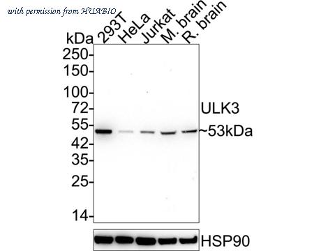 HUABIO ER65265 image 2