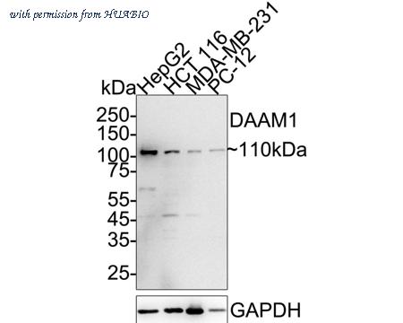 HUABIO ER65757 image 1