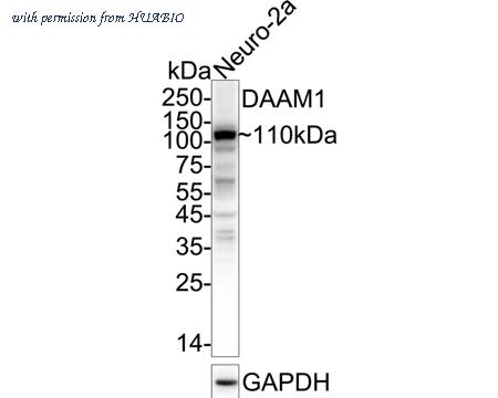 HUABIO ER65757 image 2