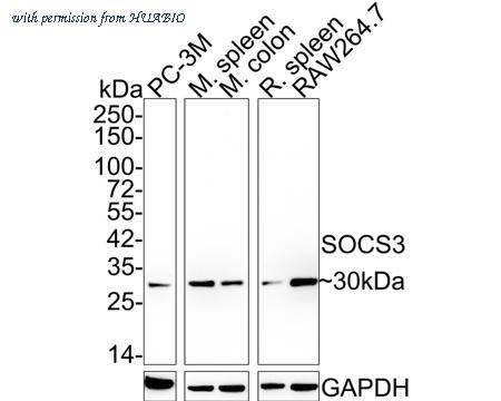 HUABIO ER65765 image 1