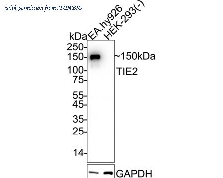 HUABIO ER65864 image 1