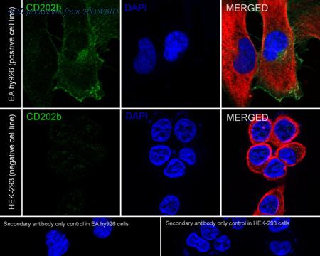HUABIO ER65864 image 2