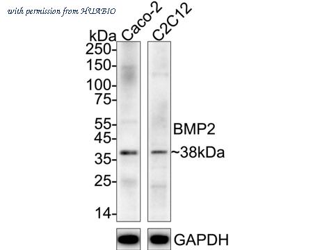 HUABIO ER80602 image 1