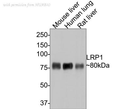 HUABIO ET1601-1-50UL image 1