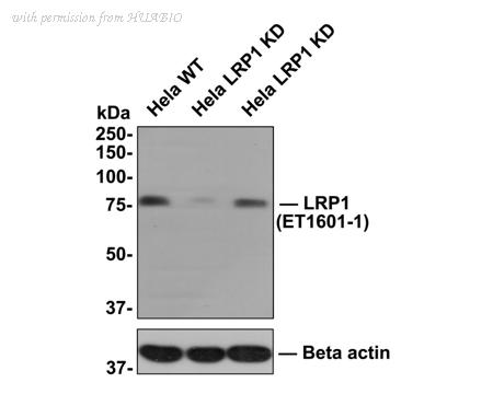 HUABIO ET1601-1-50UL image 3