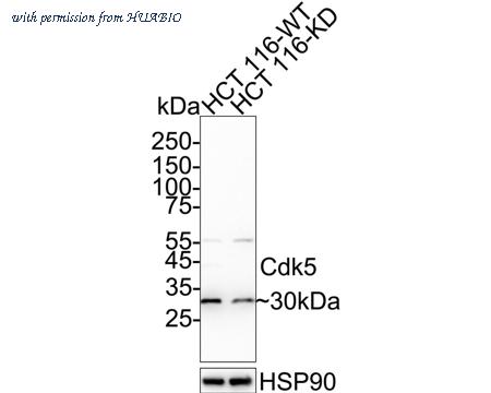 HUABIO ET1602-17 image 1