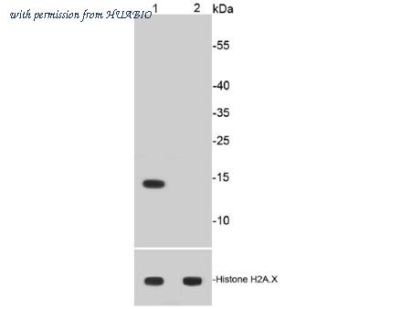 HUABIO ET1602-34 image 1