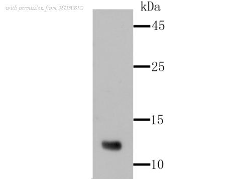 HUABIO ET1602-44 image 1