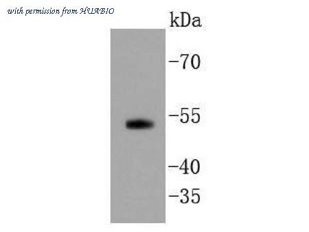 HUABIO ET1606-26 image 1