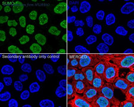 HUABIO ET1606-53 image 2