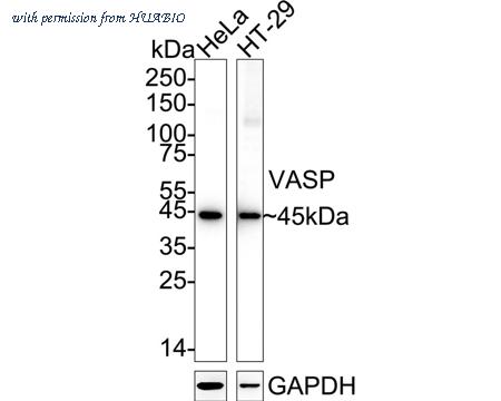 HUABIO ET1607-6 image 1