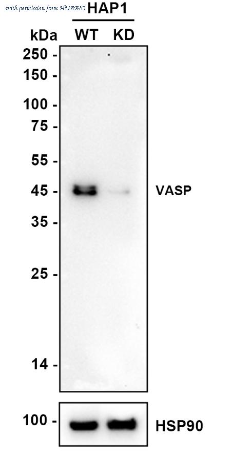 HUABIO ET1607-6 image 2