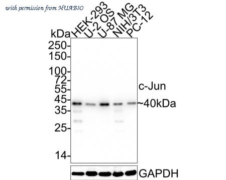 HUABIO ET1608-3 image 1