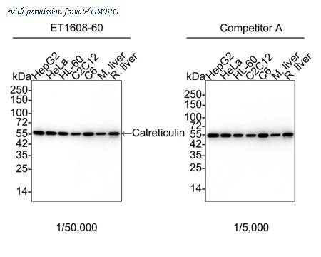 HUABIO ET1608-60-50UL image 1