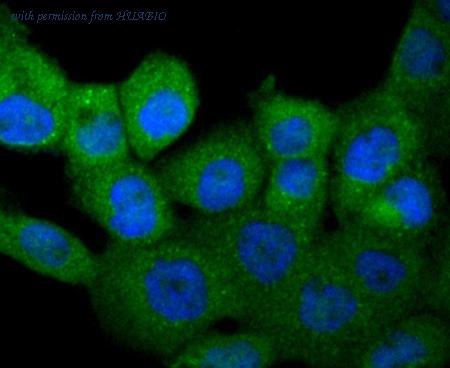 HUABIO ET1609-1 image 3