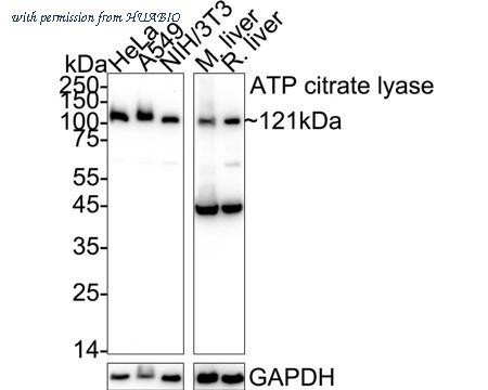 HUABIO ET1609-37 image 2