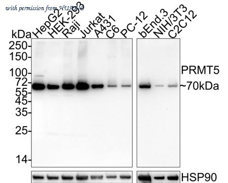 HUABIO ET1609-43 image 1