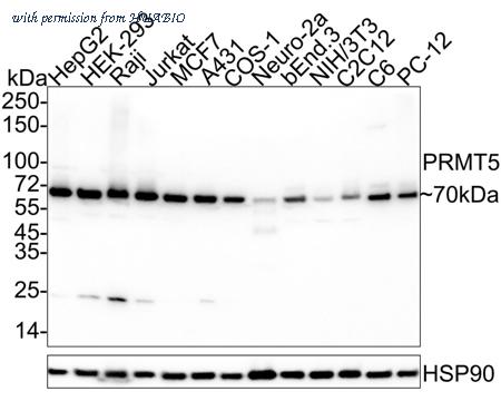 HUABIO ET1609-43 image 3