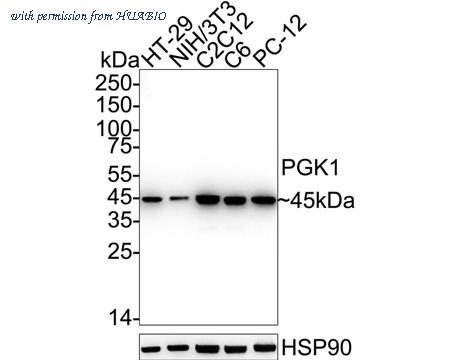 HUABIO ET1609-63 image 1