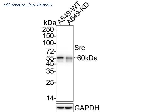 HUABIO ET1609-65 image 1