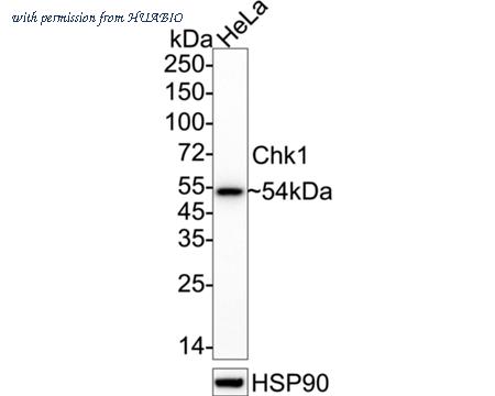 HUABIO ET1609-71 image 1