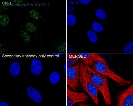 HUABIO ET1609-71 image 2