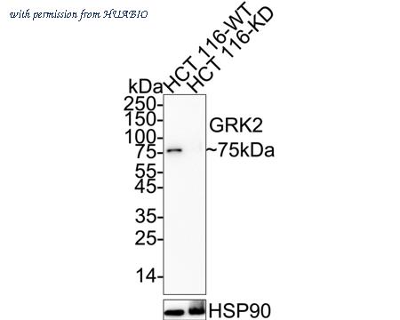 HUABIO ET1609-72 image 1