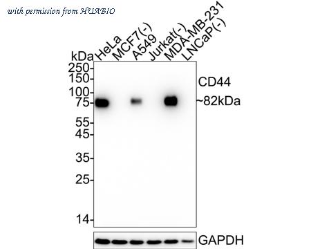 HUABIO ET1609-74 image 1