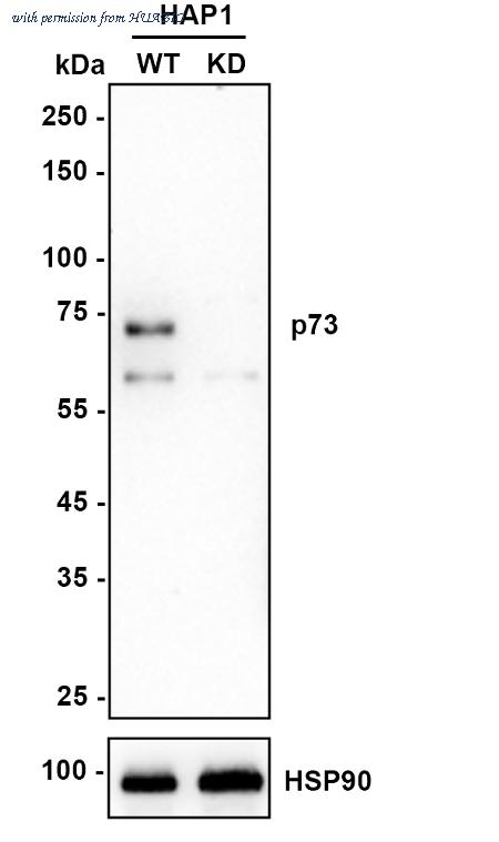 HUABIO ET1609-80 image 1