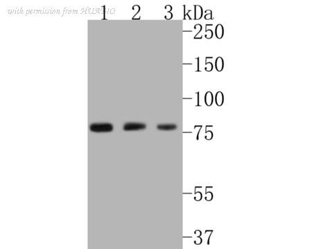 HUABIO ET1610-41 image 1