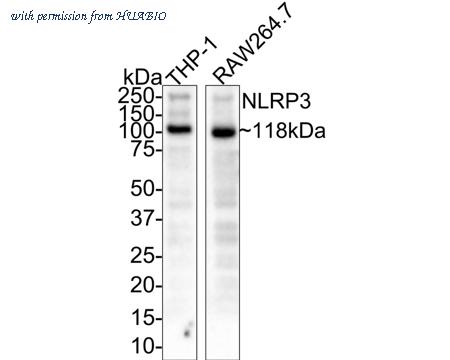 HUABIO ET1610-93-50UL image 1