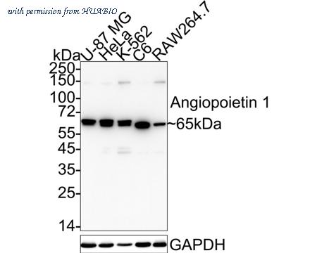 HUABIO ET1611-28 image 1