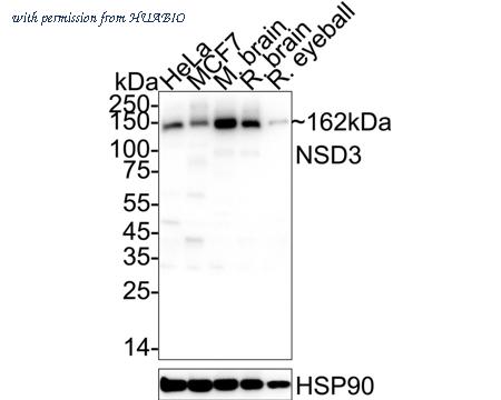 HUABIO ET1611-39 image 1