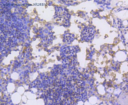 HUABIO ET1611-9 image 3