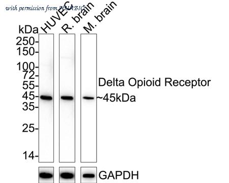 HUABIO ET1611-92 image 1