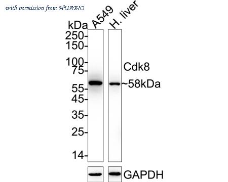 HUABIO ET1611-99 image 1