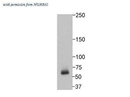HUABIO ET1612-76 image 1