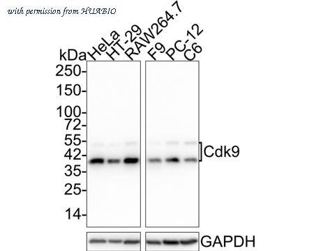 HUABIO ET1612-78 image 1
