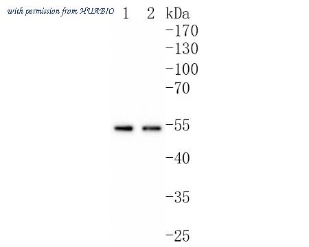 HUABIO ET1612-8 image 1