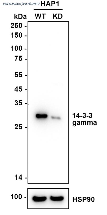 HUABIO ET1612-9 image 1