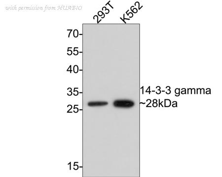 HUABIO ET1612-9 image 2