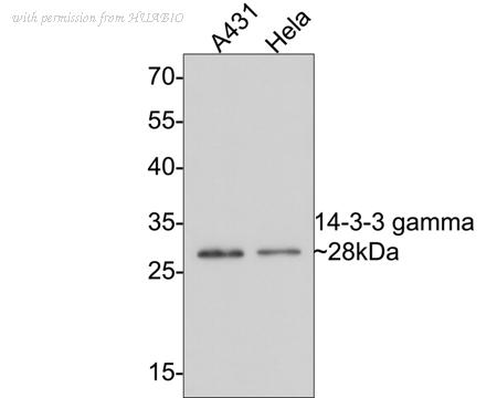 HUABIO ET1612-9 image 3