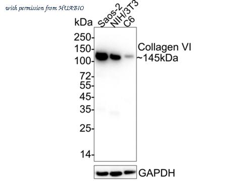 HUABIO ET1612-91-50UL image 2